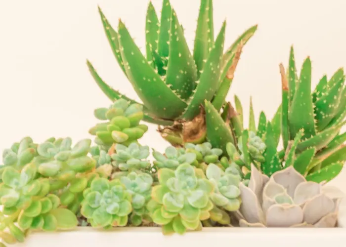 Appartement Realkasa Bianca