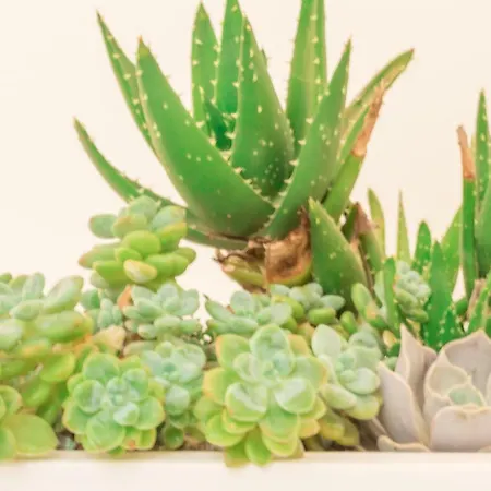 דירה Realkasa Bianca